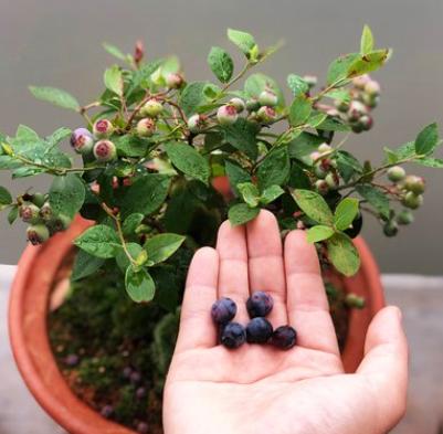 花盆栽棵蓝莓树用些小窍门一次结果好几斤全家人都喜欢