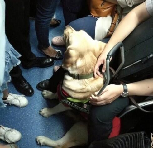 它比大熊猫还珍贵，为何被骂上热搜，不断遭人驱逐？