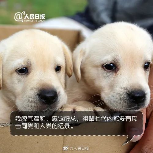 它比大熊猫还珍贵，为何被骂上热搜，不断遭人驱逐？