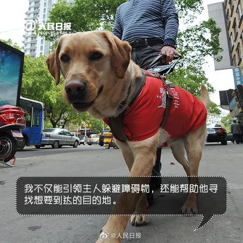 它比大熊猫还珍贵，为何被骂上热搜，不断遭人驱逐？