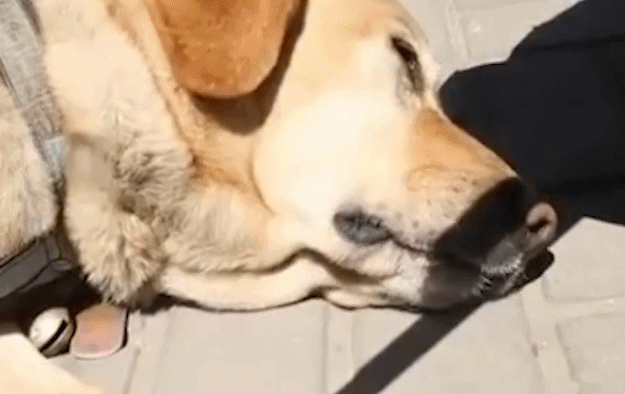 它比大熊猫还珍贵，为何被骂上热搜，不断遭人驱逐？