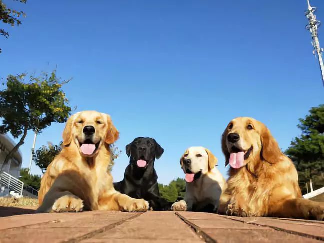 它比大熊猫还珍贵，为何被骂上热搜，不断遭人驱逐？