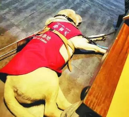 它比大熊猫还珍贵，为何被骂上热搜，不断遭人驱逐？