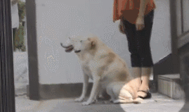 它比大熊猫还珍贵，为何被骂上热搜，不断遭人驱逐？