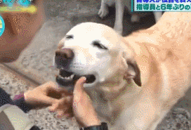 它比大熊猫还珍贵，为何被骂上热搜，不断遭人驱逐？