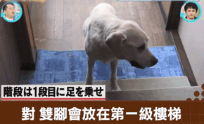 它比大熊猫还珍贵，为何被骂上热搜，不断遭人驱逐？