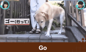 它比大熊猫还珍贵，为何被骂上热搜，不断遭人驱逐？