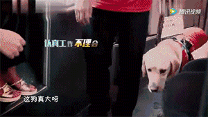 它比大熊猫还珍贵，为何被骂上热搜，不断遭人驱逐？