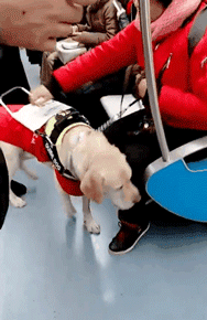 它比大熊猫还珍贵，为何被骂上热搜，不断遭人驱逐？