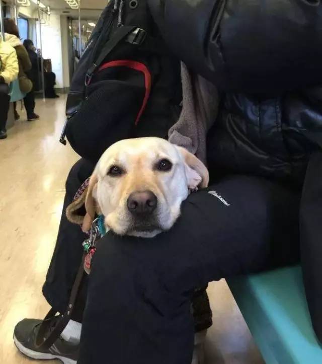 它比大熊猫还珍贵，为何被骂上热搜，不断遭人驱逐？