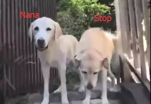 它比大熊猫还珍贵，为何被骂上热搜，不断遭人驱逐？