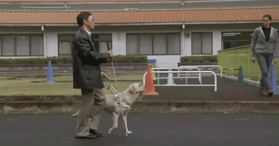 它比大熊猫还珍贵，为何被骂上热搜，不断遭人驱逐？