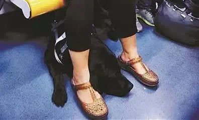 它比大熊猫还珍贵，为何被骂上热搜，不断遭人驱逐？