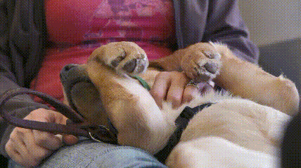 它比大熊猫还珍贵，为何被骂上热搜，不断遭人驱逐？