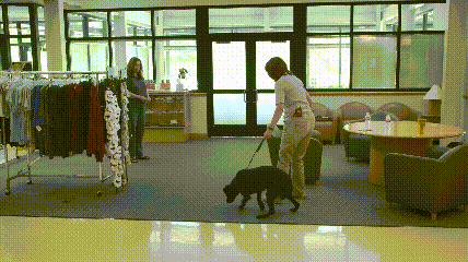 它比大熊猫还珍贵，为何被骂上热搜，不断遭人驱逐？