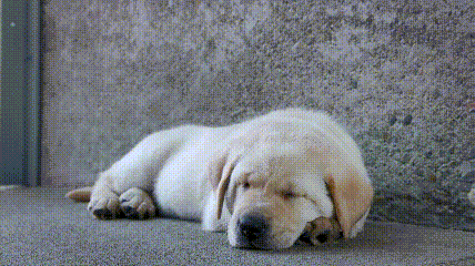 它比大熊猫还珍贵，为何被骂上热搜，不断遭人驱逐？