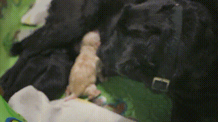 它比大熊猫还珍贵，为何被骂上热搜，不断遭人驱逐？