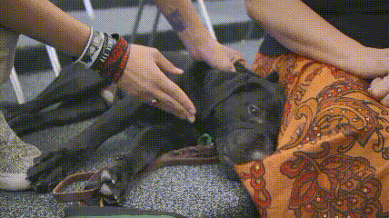 它比大熊猫还珍贵，为何被骂上热搜，不断遭人驱逐？