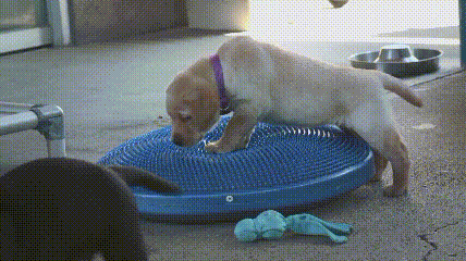 它比大熊猫还珍贵，为何被骂上热搜，不断遭人驱逐？