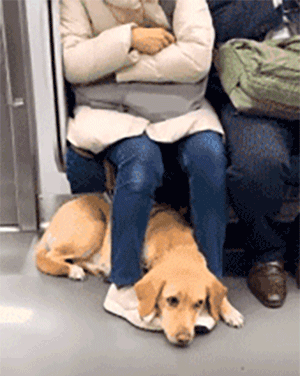 它比大熊猫还珍贵，为何被骂上热搜，不断遭人驱逐？