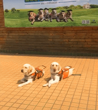 它比大熊猫还珍贵，为何被骂上热搜，不断遭人驱逐？