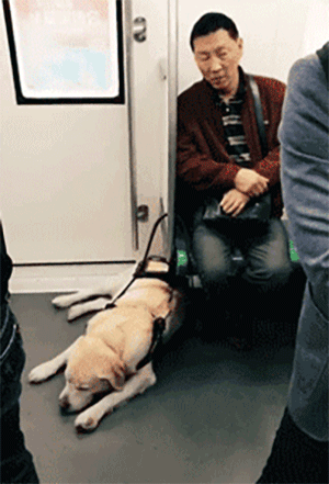 它比大熊猫还珍贵，为何被骂上热搜，不断遭人驱逐？