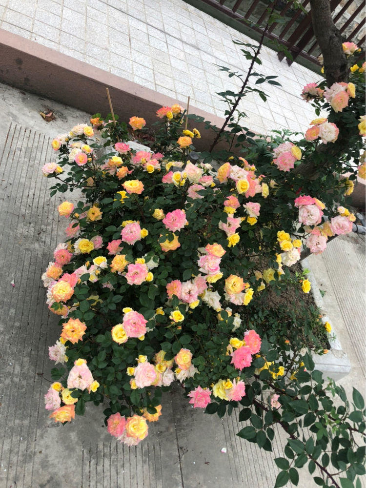 月季开了满盆花,没想到第二天全体变色?原来名叫藤彩虹!