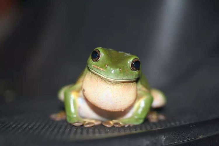 世界上最可爱的青蛙 体形肥硕受人喜爱 寿命高达16年