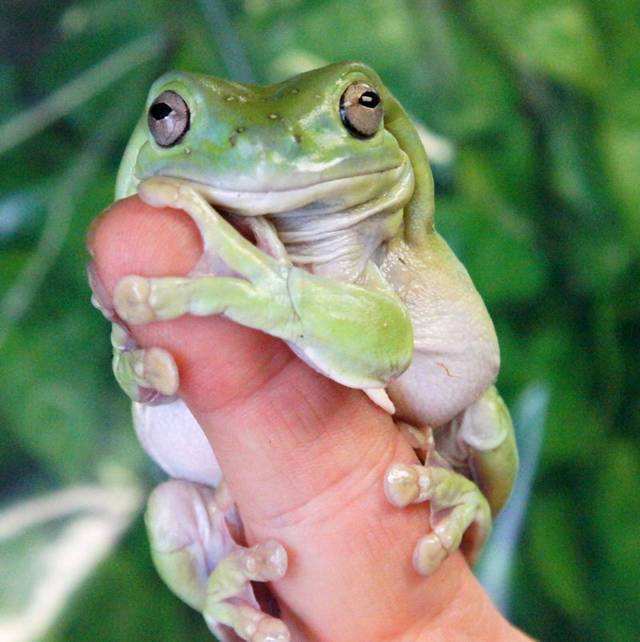 世界上最可爱的青蛙 体形肥硕受人喜爱 寿命高达16年
