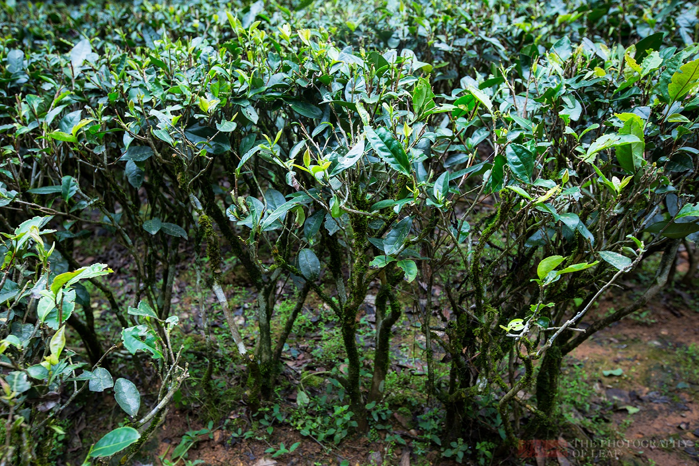 国内“最值钱”的六棵茶树，投保一亿人民币，由专人24小时看护|大红袍|武夷山|茶树_新浪新闻