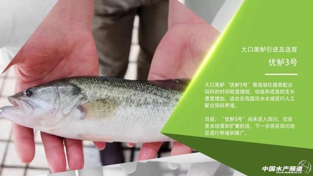 驯食成功率提高17 加州鲈亲鱼繁育及鱼苗培育 内附详细