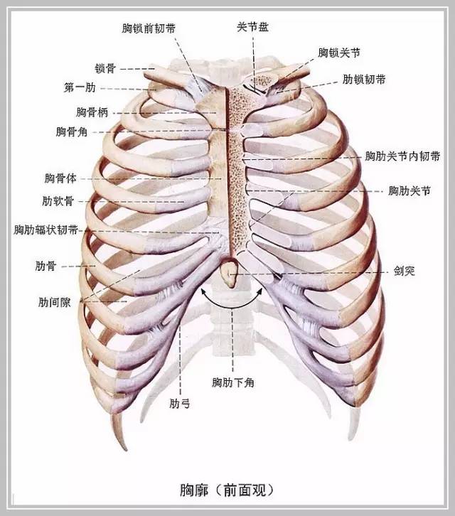 热巴哪有什么蝴蝶臀?不过是肋骨外翻!