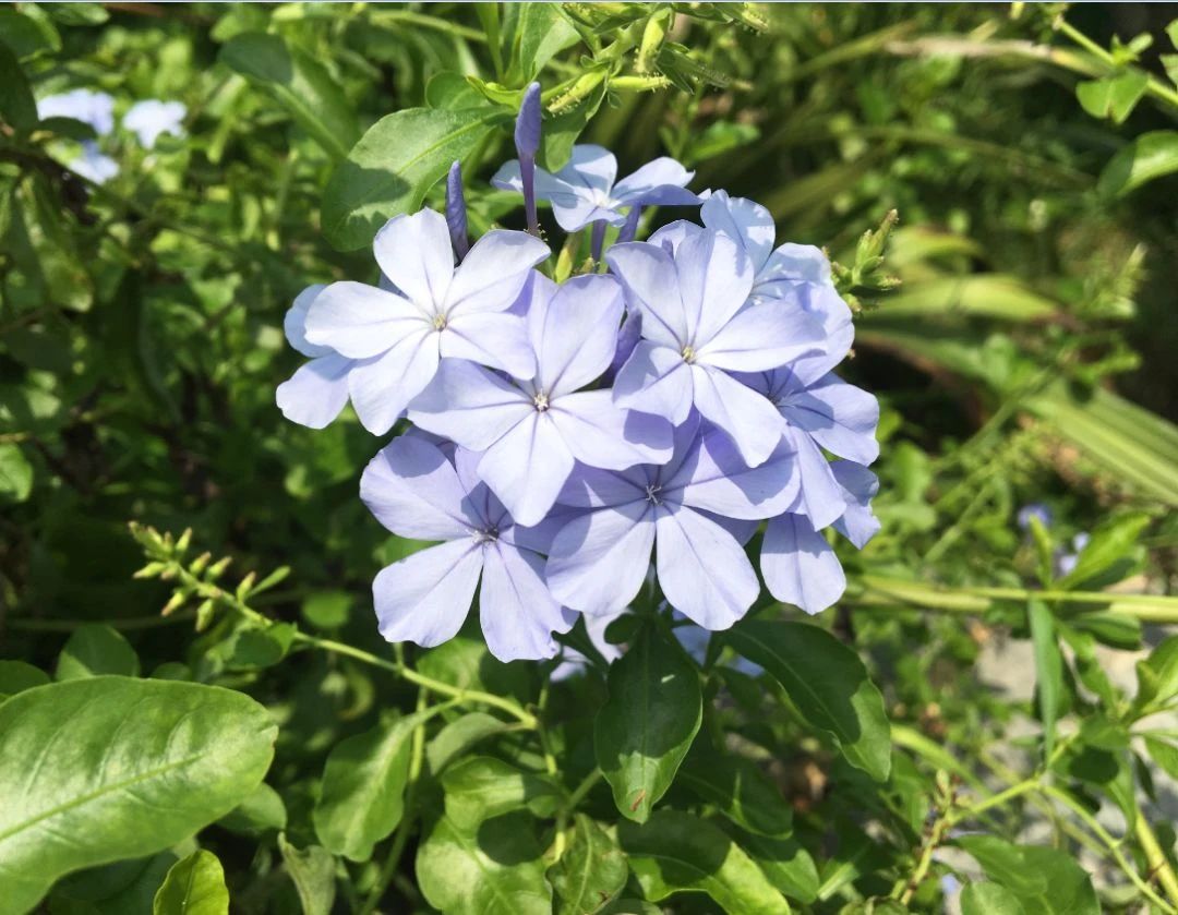 盆栽蓝雪花四季能开花,别再把它当成枸杞叶,来看看怎么养好的