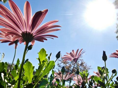 6月到来，桃花运紧随其后，遇到真爱脱单在即的四大星座