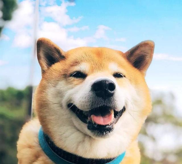 狗子的搞笑日常:狗子治愈系的笑容,哪个才是你的最爱的一个呢