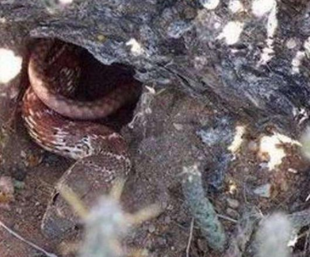 农村男子发现大蛇咬破肚子,鲜血直流而死,