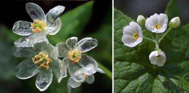 深山老林里才有的花 一淋雨就变成透明水晶 世