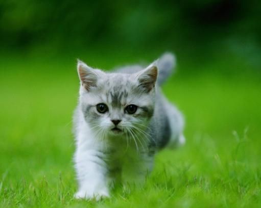 幼猫怎么养,不同月龄的幼猫喂养攻略(最全整理)