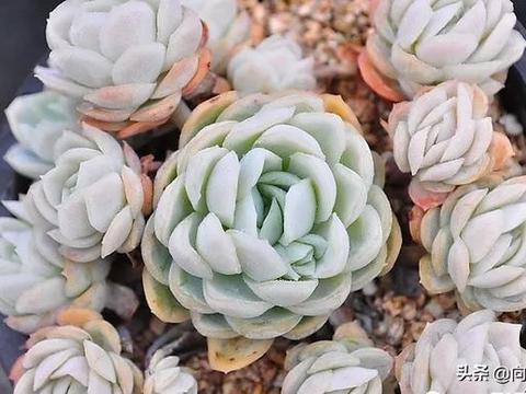 冰梅多肉好养吗