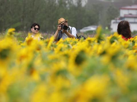 只好看，不产葵花籽，上海奉贤5000平方米“法兰西向日葵”盛开