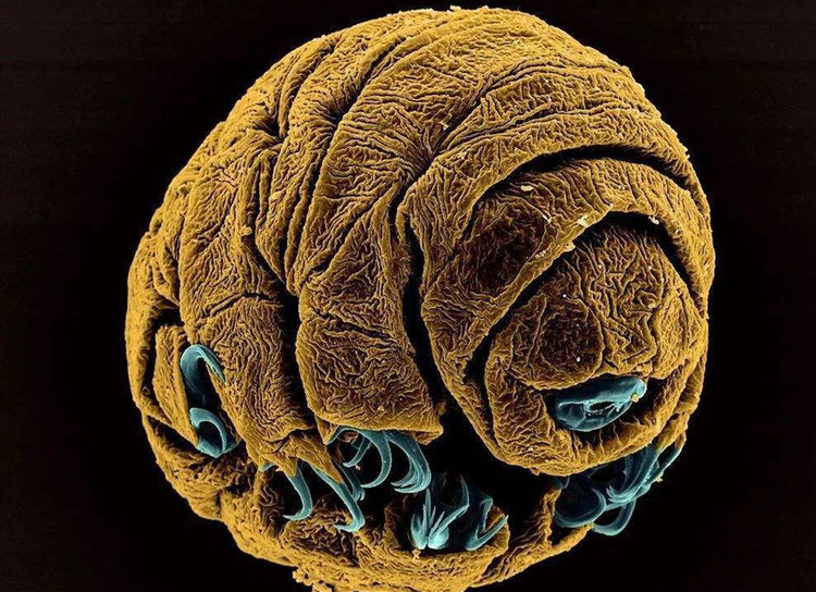 地下生物圈存在大量未知生物体,或可证实"地心文明"的