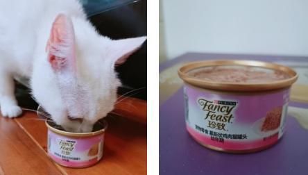 幼猫怎么养,不同月龄的幼猫喂养攻略(最全整理)