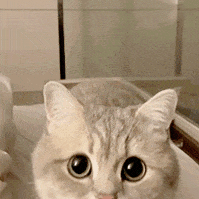 猫咪来教你:如何跟男朋友撒娇!|沙雕|表情包|喵喵