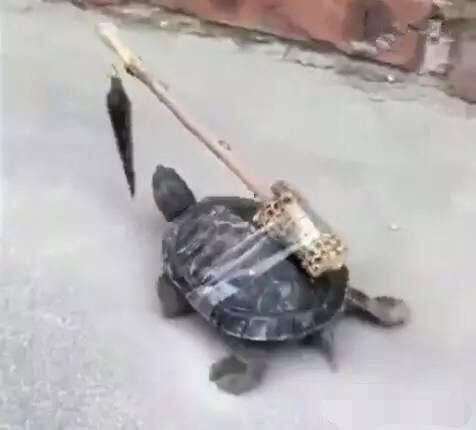 在乌龟前面悬挂这个东西乌龟一下有精神结果它跑得比兔子还快