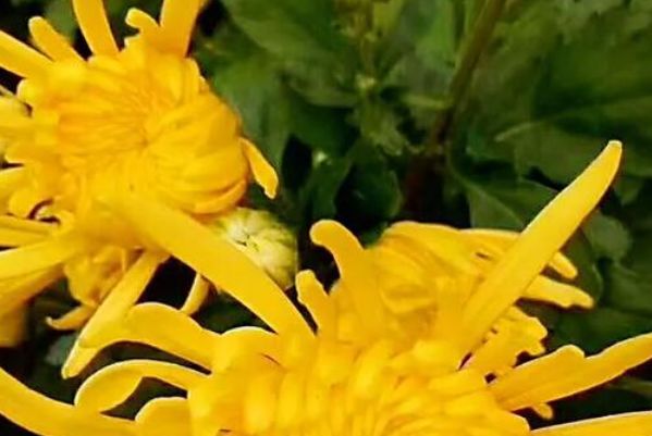 喜欢菊花 就养盆菊中珍品金丝垂珠 没想到放家中