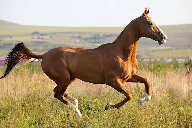 世界上跑的最快的马,一秒钟能达到20米,而且称霸世界