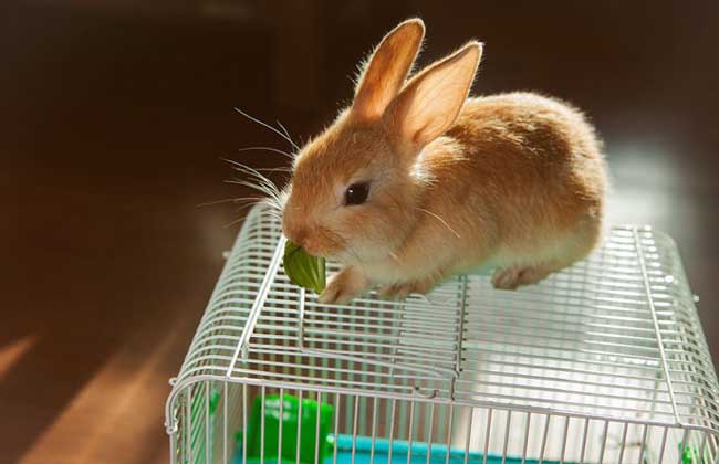 世界上最漂亮的兔子,是很常见的宠物兔,而且很重情义