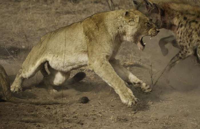 狮子也只是夹着尾巴护肛坚持和鬣狗血战到底,但是面对一群鬣狗这头