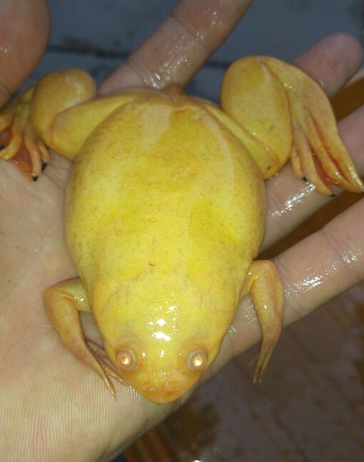 男子野外河边抓到一只"金蛙,放到鱼缸里养,意外却发生了