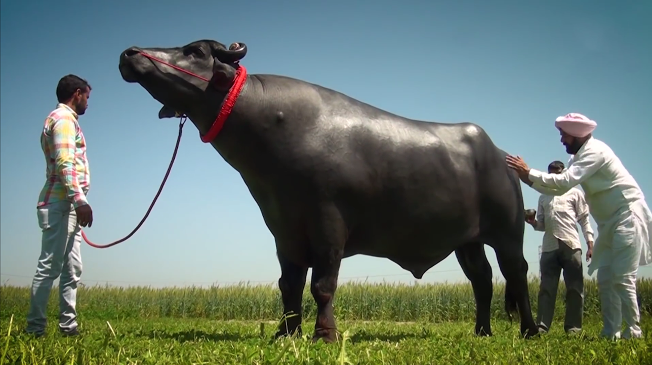 在加上苏尔坦是稀有的品种,因此是世界上最稀有的公牛,要是